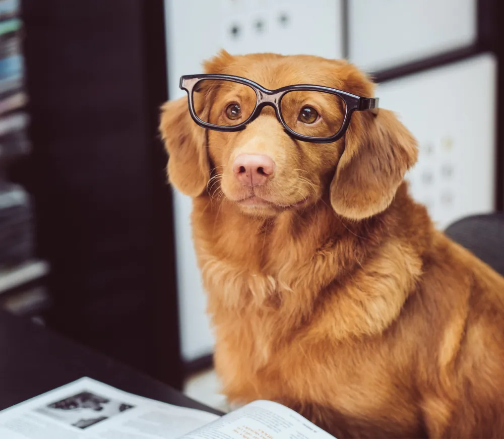 Purus Sitamet Luctus Venenatis article thumb 5 optimized