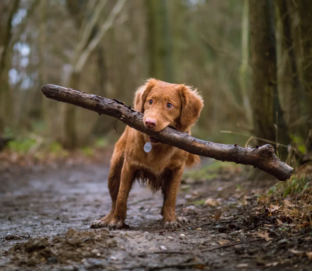 Dignissim Cras Tincidunt Lobortis article thumb 8 optimized