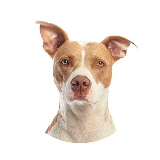 Hero Home Dog Image 4 Optimized